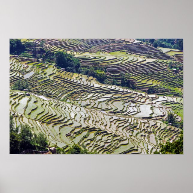 Berühmte Yuanyang Rice Terraces - Yunnan, China Poster (Vorne)