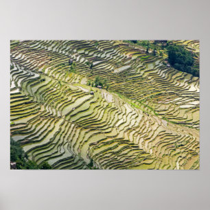 Berühmte Yuanyang Rice Terraces - Yunnan, China Poster