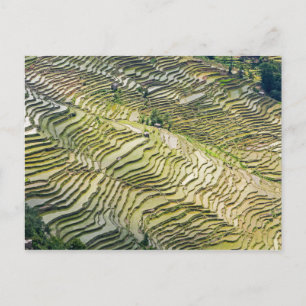 Berühmte Yuanyang Rice Terraces - Yunnan, China Postkarte