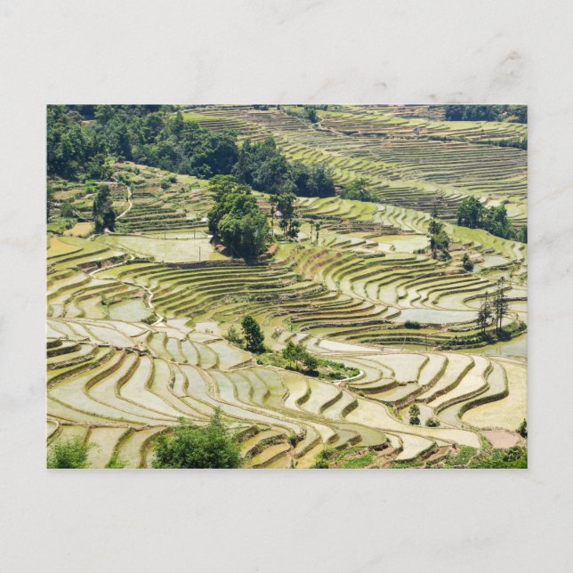 Berühmte Yuanyang Rice Terraces - Yunnan, China Postkarte (Vorderseite)