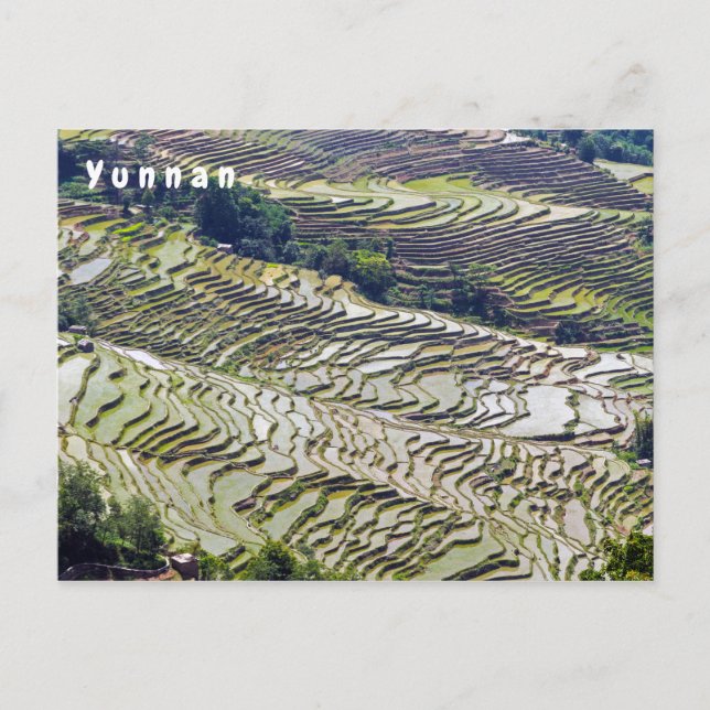 Berühmte Yuanyang Rice Terraces - Yunnan, China Postkarte (Vorderseite)