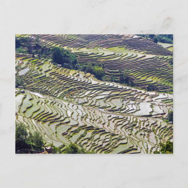 Berühmte Yuanyang Rice Terraces - Yunnan, China Postkarte (Vorderseite)