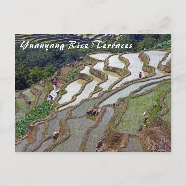 Berühmte Yuanyang Rice Terraces - Yunnan, China Postkarte (Vorderseite)