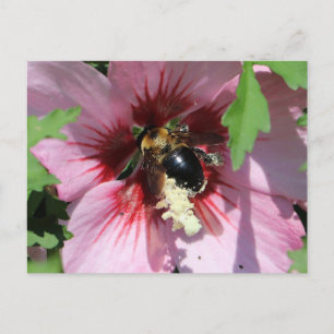 Beschäftigte Biene sammelt Pollen in einer Hibisku Postkarte