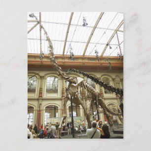 Beschreibung Museum f?r Naturkunde, Berlin: Skelet Postkarte