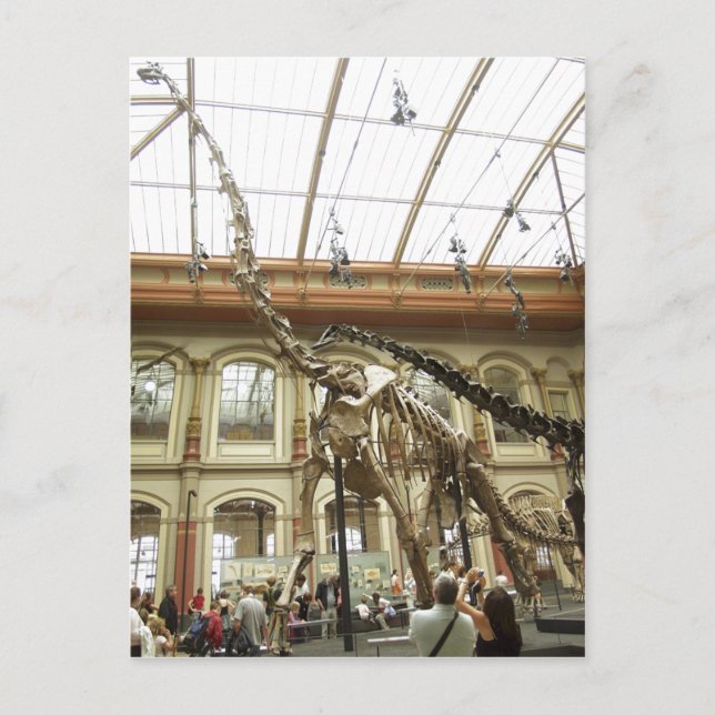 Beschreibung Museum f?r Naturkunde, Berlin: Skelet Postkarte (Vorderseite)