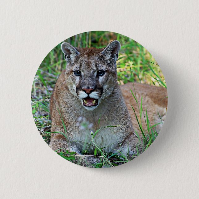 Beschwerender Berglöwe Button (Vorderseite)