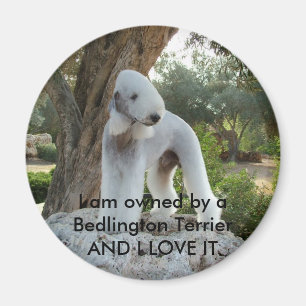 Besessen durch ein Bedlington Terrier Magnet