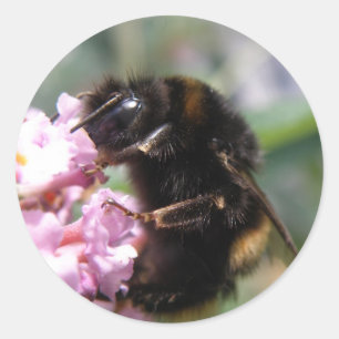 Besetzte Aufkleber für Hummeln und rosa Blume