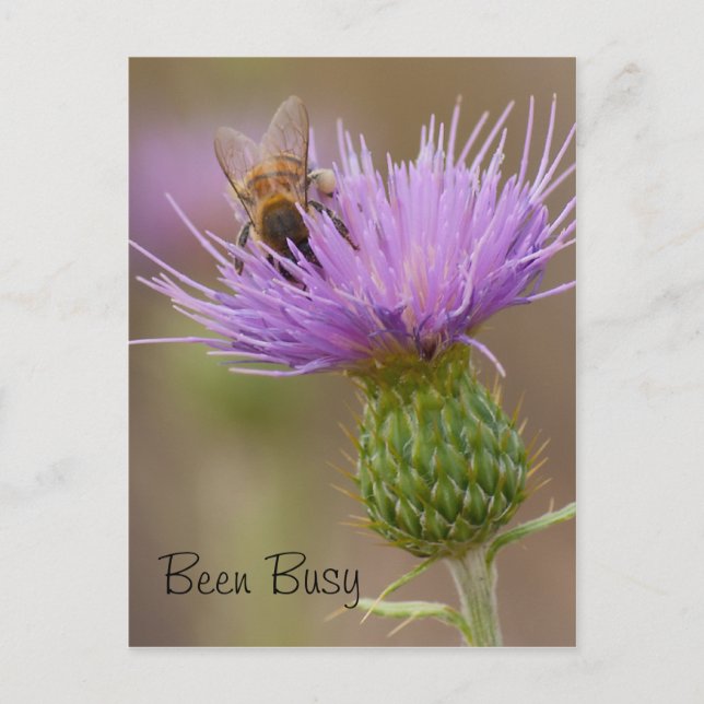 Besetzte Beete auf Lila Thistle-Fotografie individ Postkarte (Vorderseite)