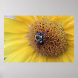 Besetzte Biene auf einer gelben Sonnenblume Poster