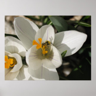 Besetzte Biene Poster