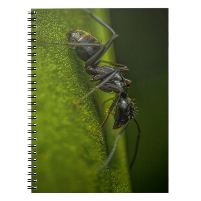 Besetzte schwarze Ant auf grünem Blatt Notizblock (Vorderseite)