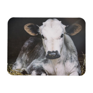 Besetzte Tageskrebse Magnet