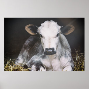 Besetzte Tageskrebse Poster