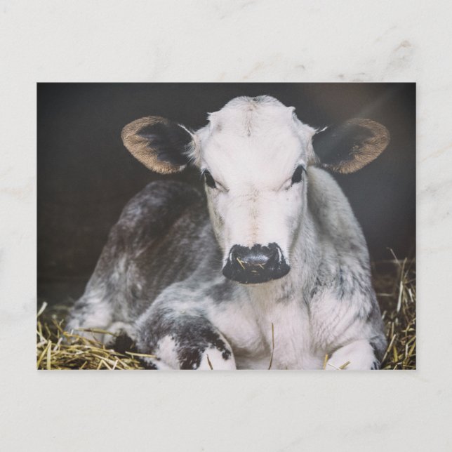 Besetzte Tageskrebse Postkarte (Vorderseite)