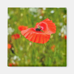 Besiedelung von Mohn Magnet
