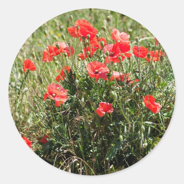 Besiedelung von Mohn Runder Aufkleber (Vorderseite)