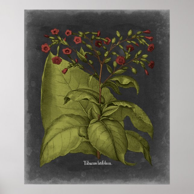 Besler Dramatique I Poster (Vorne)