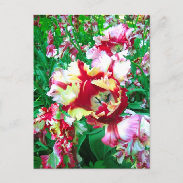 Besondere Tulpen - Postkarte (Vorderseite)