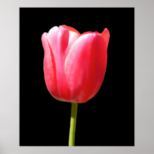 Besondere Tulpenmalerei mit Einzelstiel Poster