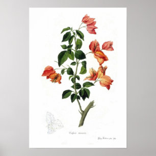 Besonderheiten von Bougainvillea Poster