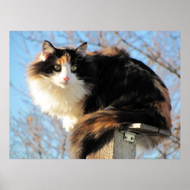 Bessere Sicht Calico Cat Foto Poster (Vorne)