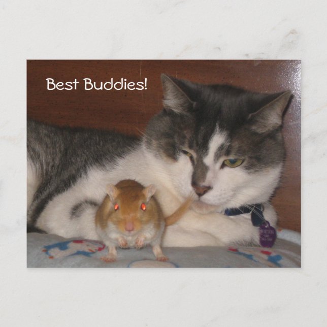 Best Buddies Postcard Postkarte (Vorderseite)