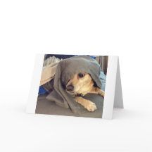 BEST FRIEND aus dem Tierheim ist ein Gruß