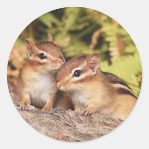 Best Friends Baby Chipmunks Runder Aufkleber