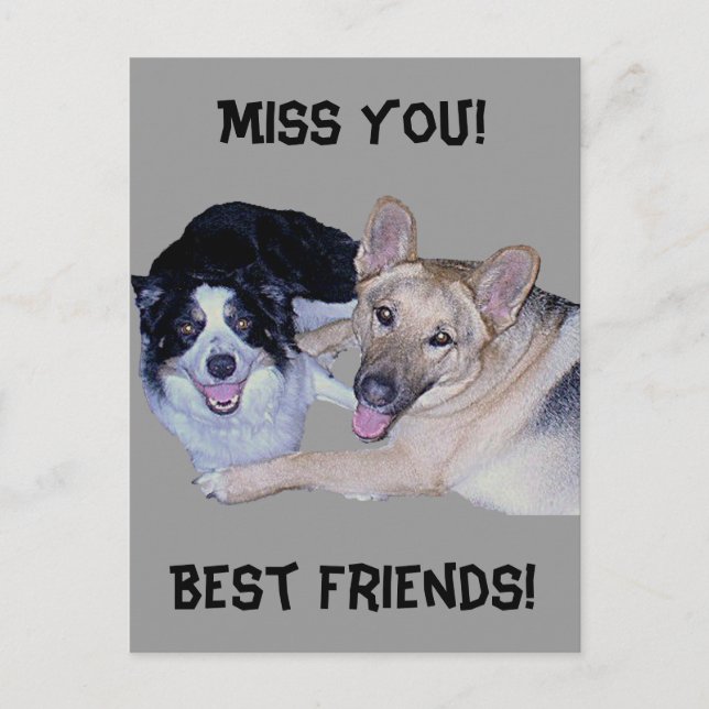 Best Friends Border Collie & German Shepherd Postkarte (Vorderseite)