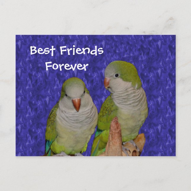 Best Friends Forever Niedlich Birds Postkarte (Vorderseite)