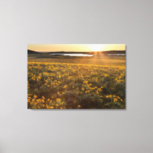 Bestand aus Arrowleaf Balsamroot Wildblumen Leinwanddruck