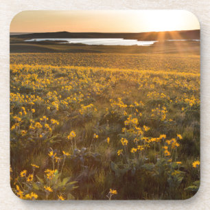 Bestand aus Arrowleaf Balsamroot Wildblumen Untersetzer