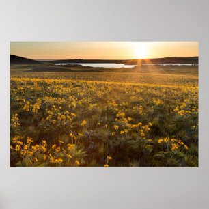 Bestand aus Arrowleaf-Balsamwurzel-Wildblumen Poster