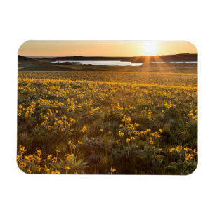 Bestand aus Pfeilblatt-Balsamwurzel-Wildblumen Magnet