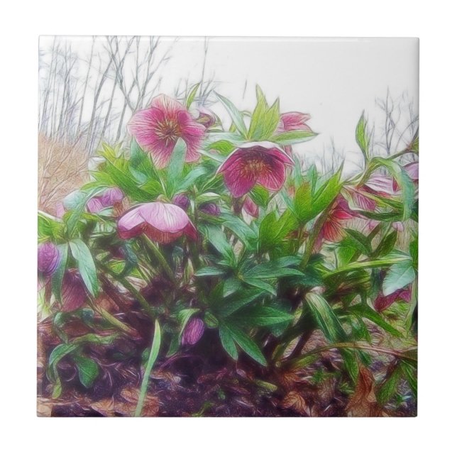 Beständige Hellebore-Pflanzen im Garten Fliese (Vorderseite)