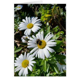 Bestäubengänseblümchen-Biene