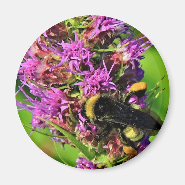 Bestäuber auf dem Blazing Star - Hummel Magnet (Vorne)