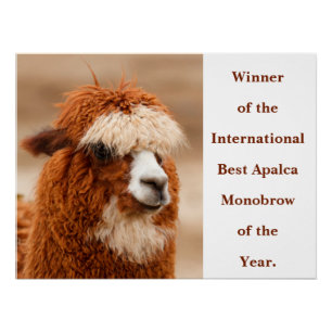 Beste Alpaka-Monobrow Poster