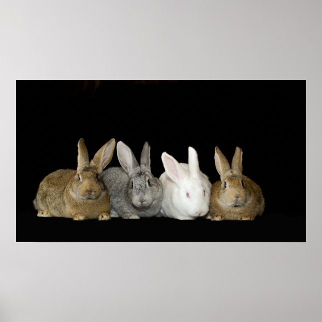 Beste Buddies Poster (Vorne)