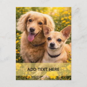 Beste Freunde Dachshund und Chiweenie FÜGEN SIE IH Postkarte
