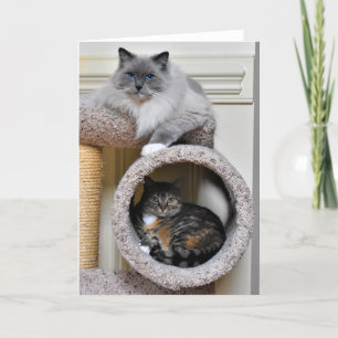 Beste Freunde, Karte