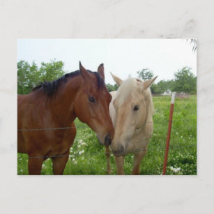 beste Freundin Beste Freunde für immer - Pferde Postkarte