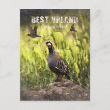 Beste Vogeljagd in Upland