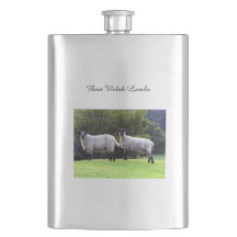 Beste walisische Lämmer.