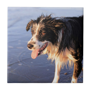 Bester Freund des Menschen Border Collie Hund Fliese