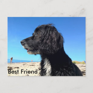 Bester Freund Postkarte