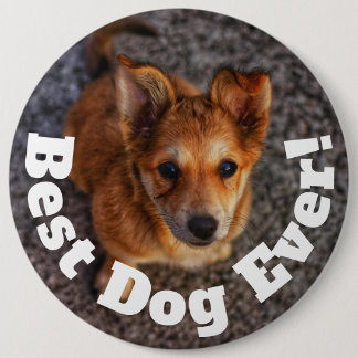 Bester Hund überhaupt Button