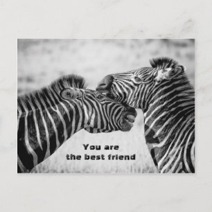 Bestes Freund-Zitat mit Zebras Postkarte